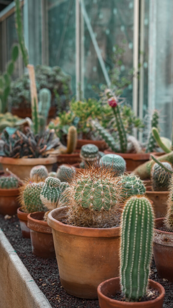Cactus Jardin Botanique de Pise